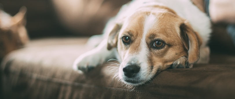 Refining Adult Dog Behavior: Advanced Training Techniques for Mature Pets