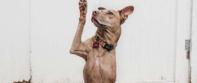 Managing High-Energy Pets: Channeling Excess Energy Through Training and Enrichment Activities