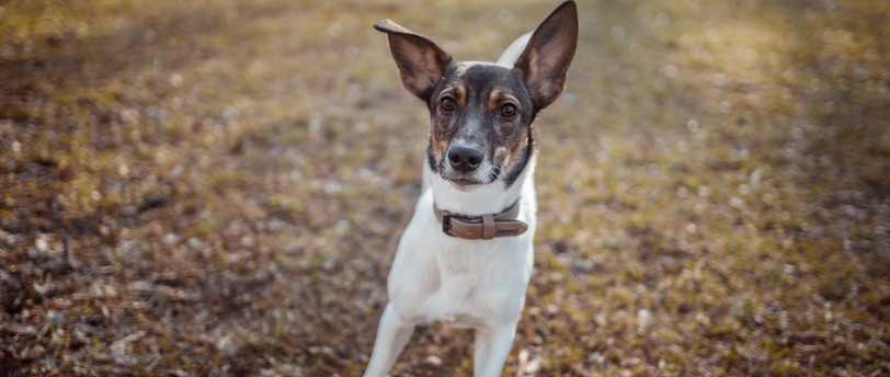 Training Playful Pets: Transforming Fun into Training Success