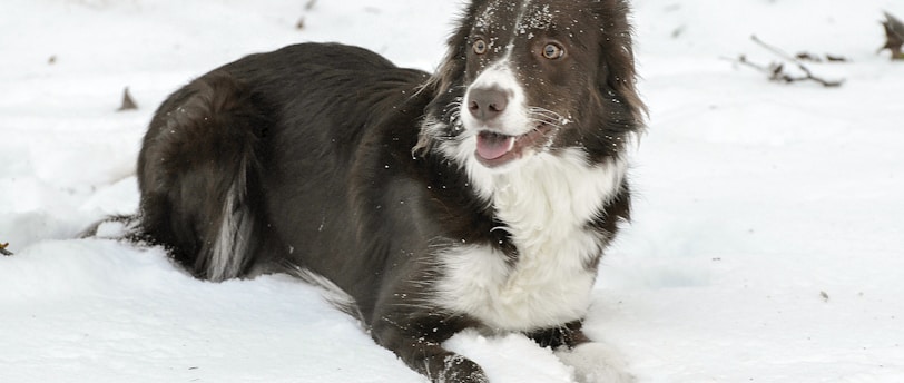 Effective Training Techniques for Pets with Medical Conditions