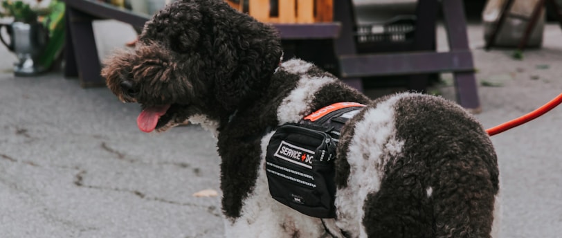 Training Pets with Disabilities: Adaptive Techniques for Success