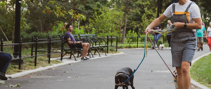Consistency in Training: Tailoring Your Approach to Different Pet Personalities